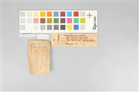 五色鳥藏品圖，第11張